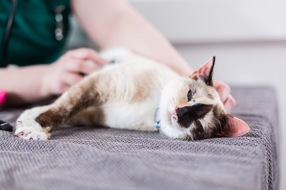 Bath Veterinary Group, Oldfield Park Veterinary Surgery